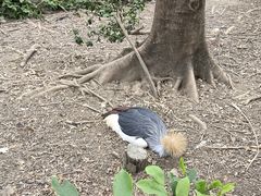 -广州长隆飞鸟乐园