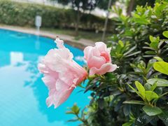 -岷山饭店-芝芝自助餐厅