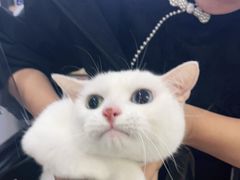 -翊宠yipet猫狗购宠庄园犬舍•猫舍