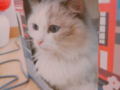 -猫咪派对(江南西店)