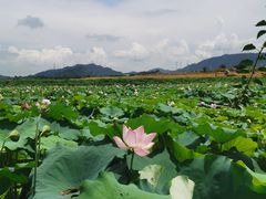 -光明小镇欢乐田园