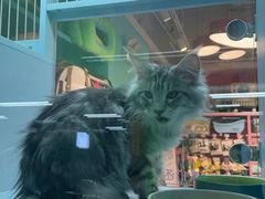 -FAELING PETS美天灵宠物(合生汇店)