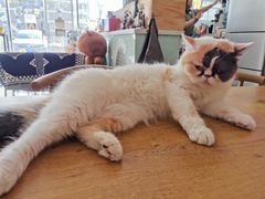 -平行世界·猫咖(首经贸店)