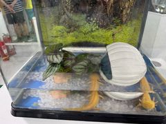 -上海大自然野生昆虫馆(东方明珠·爬宠昆虫探索中心)