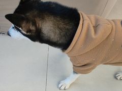 -怪兽屋·羊驼·猫咖·狗咖(俊华广场店)