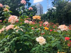 -香蜜公园