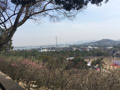 -香雪海