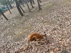 -合肥野生动物园