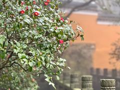 -普陀山风景区-佛顶山