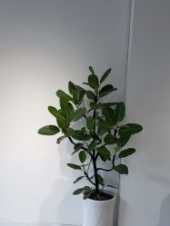 -M·X Nail日式美甲美睫