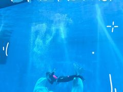 -芜湖新华联大白鲸海洋公园