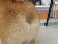 -瑞鹏宠物医院·微创内窥镜·骨外科·牙科(翠竹分院)