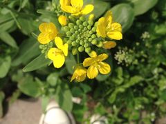 -青浦采草莓天天草莓园