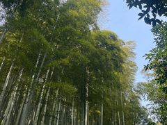 -东明山森林公园