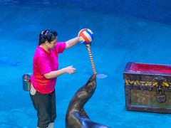 -烟台海昌鲸鲨海洋公园