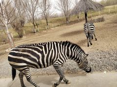 -北京野生动物园