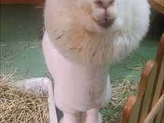 -藦茜花园宠物主题亲子互动体验馆(国顺东路店)