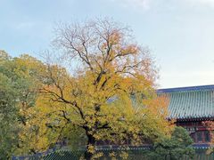 -灵谷景区