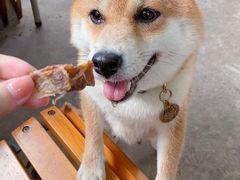 -柴犬高等学院·狗咖·柴犬售卖·宠物训练