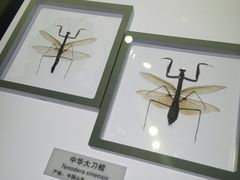 -上海昆虫博物馆