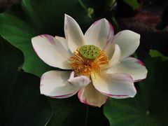 -莲花池公园