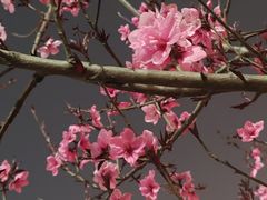 -河南省黄河迎宾馆