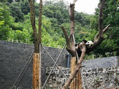 -都江堰中华大熊猫苑