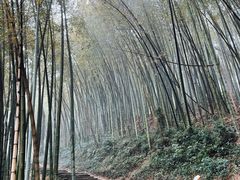 -西湖风景区十里琅珰-五云山