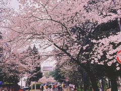 -武汉大学-樱园