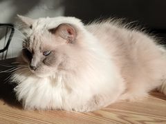 -豆逗聊愈猫阁Easy Life
