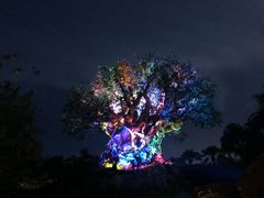 -奥兰多迪士尼动物王国乐园