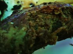糖火烧-白魁老号饭庄(交道口店)