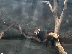 -武汉动物园