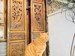 -喵屿·大理花园猫咖