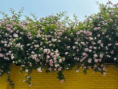 -UNIUNI(凯瑟琳广场店)