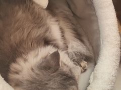 -Let's go狗咖·猫咖·奶狗·桌游(春熙路IFS店)