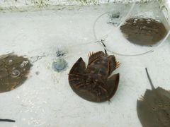 -拉威海鲜市场