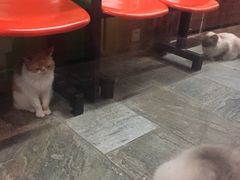 -猫咪博物馆(顶澳仔猫街店)