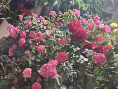 -朝来春花卉市场