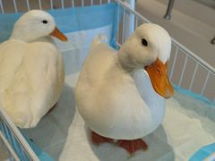 -怪兽屋·羊驼·猫咖·狗咖(俊华广场店)