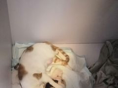-美美宠物诊疗中心·异宠·骨科(滨江东信分院)