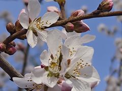 -桃花堤公园