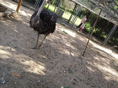 -长白岛森林公园