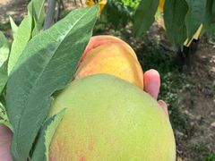 -老袁家蜜桃农场·阳山水蜜桃