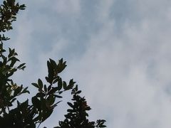 -大理实力希尔顿酒店•香全日制餐厅