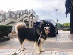 -PETKIT小佩宠物(古北店)