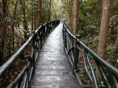 -九龙江国家森林公园