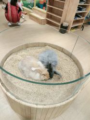 点击看大图 -小象动物公园