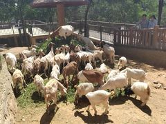 -石家庄市动物园