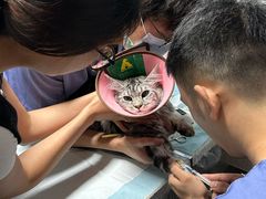 -半岛宠物医院24小时(科华中路店)